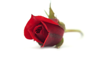 rote rose isoliert Makro