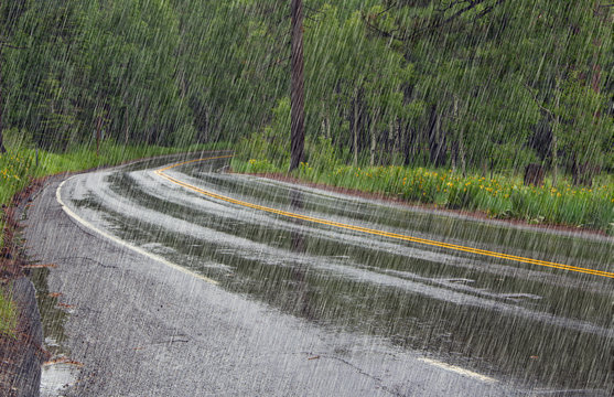 Road in forest in rain