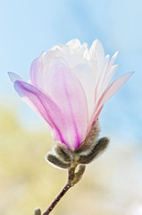Single Loebner Magnolia (Magnolia x loebneri) Blossom