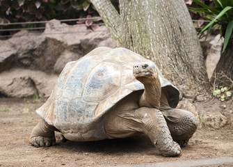 Fototapeta premium Huge Galapagos Tortoise