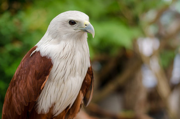 Red Tailed Hawk