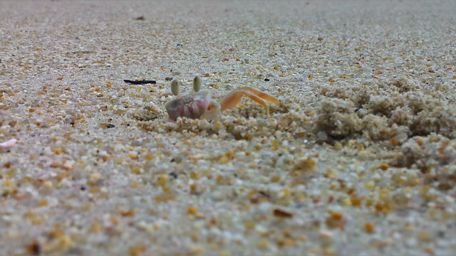 1920x1080 - Sand or ghost crab (Ocypode) near hole at the beach