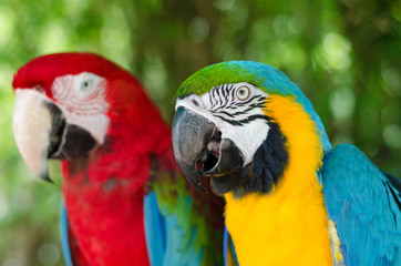 Macaw Parrot