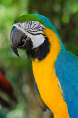 Macaw