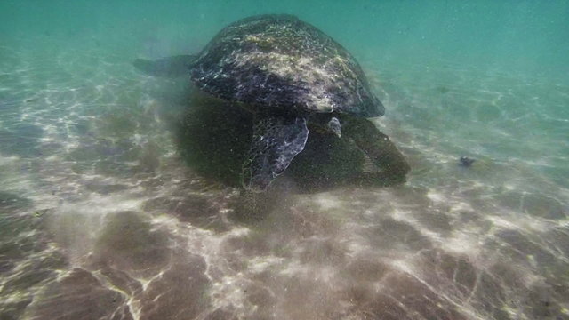 Sea turtle in the muddy water near the beach. Sri Lanka