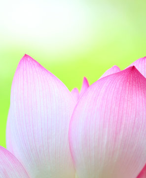 Fototapeta Pink lotus close up