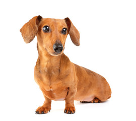 Dachshund dog portrait