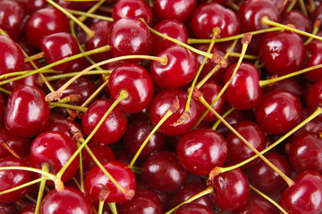 Sweet cherry close-up