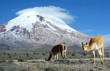 Wandaufkleber Vicugna. stratovolcano Chimborazo, Cordillera Occidental, Andes, © Kseniya Ragozina