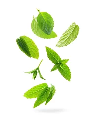  Green mint leaves isolated on a white background. © Valentina R.