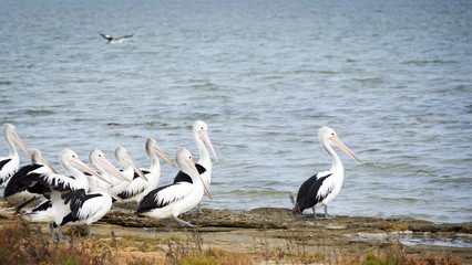 Pelicans