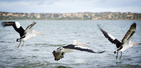 Pelicans