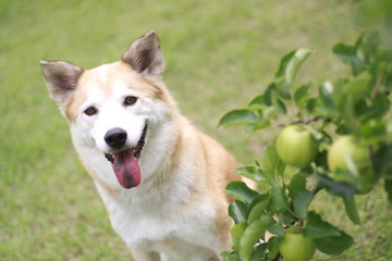 犬とリンゴ