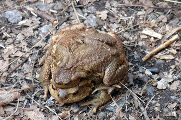 Fototapeta premium toads in love