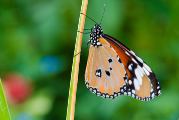 Beautiful butterfly