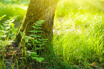 Forest background