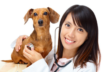 Veterinarian with dachshund dog