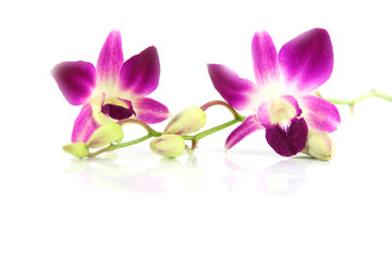 Fototapeta na wymiar The Purple orchid.