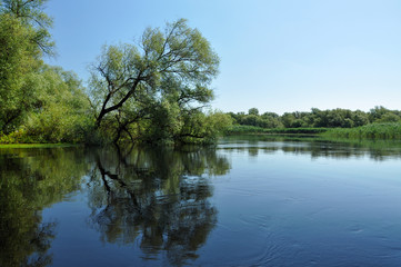 Fototapeta na wymiar Zalany las w delcie Dunaju