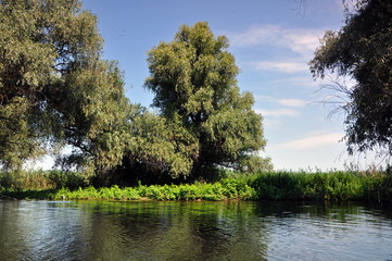Fototapeta na wymiar Flooded forest in the Danube delta