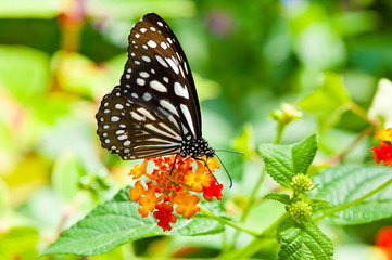 Butterfly stay on the flower
