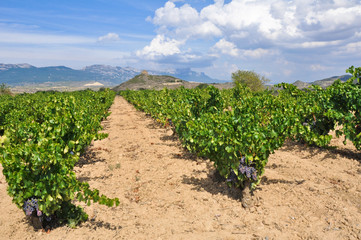 Fototapeta na wymiar Viñedos junto al castillo de Davalillo, La Rioja (España)