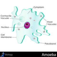 Amoeba Diagram