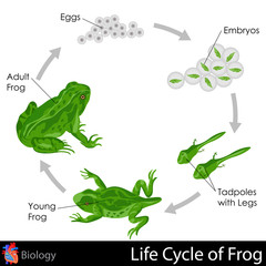 Fototapeta na wymiar Lifecycle of Frog