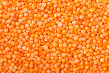 lentil