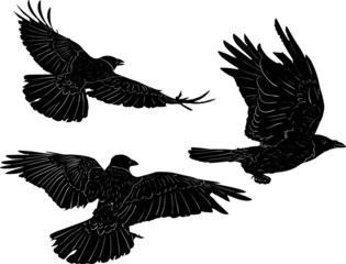 set of three crows isolated on white