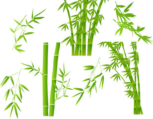 Fototapeta na wymiar green illustration with set of bamboo branches