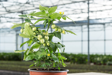 Tomatenpflanze - Evita F1