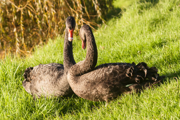 courting swans