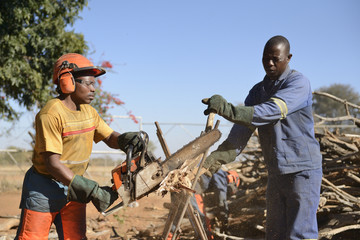 Holzsägen in Afrika