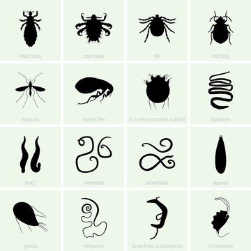 Human parasite icons