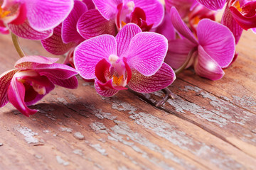 Orchideenblüten auf verwittertem Holz