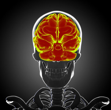 Human Skeleton head and brain