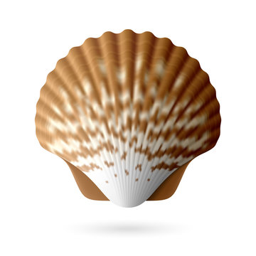 Scallop Seashell Images – Browse 153 Stock Photos, Vectors, and Video