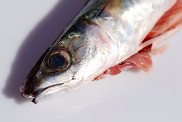 DETALLE CABEZA DE UNA CABALLA. SCOMBER SCOMBRUS