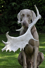 Weimaraner apportiert Damwildschaufel