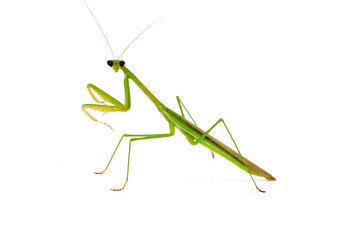 Mantis on white background