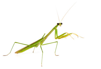 Mantis on white background