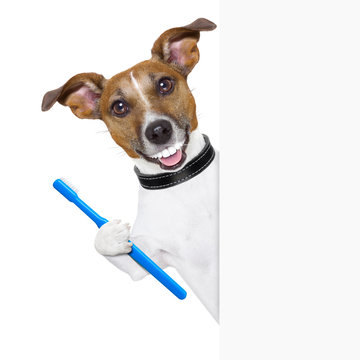perfect smile dog