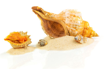Spa concept with seashells