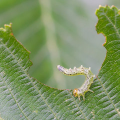 Small caterpillar eating a green leaf