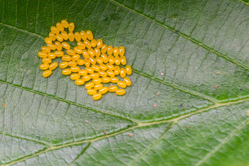 Naklejka premium Aporia crataegi Eggs on Green Leaf Close-up