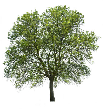 arbol con hoja verde aislado sobre blanco