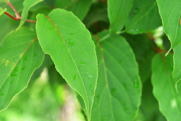 green leaves