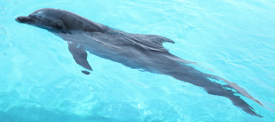Beautiful dolphin swimming.