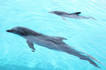 Beautiful dolphins swimming in the pool.